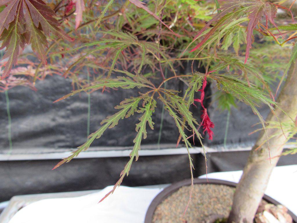 67 Year Old Red Dragon Maple Specimen Bonsai Tree Foliage