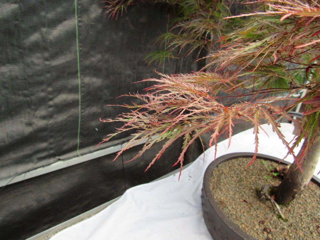 67 Year Old Red Dragon Maple Specimen Bonsai Tree Leaves
