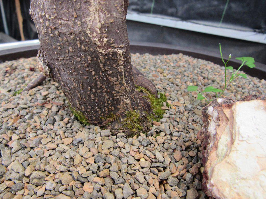 67 Year Old Red Dragon Maple Specimen Bonsai Tree Trunk