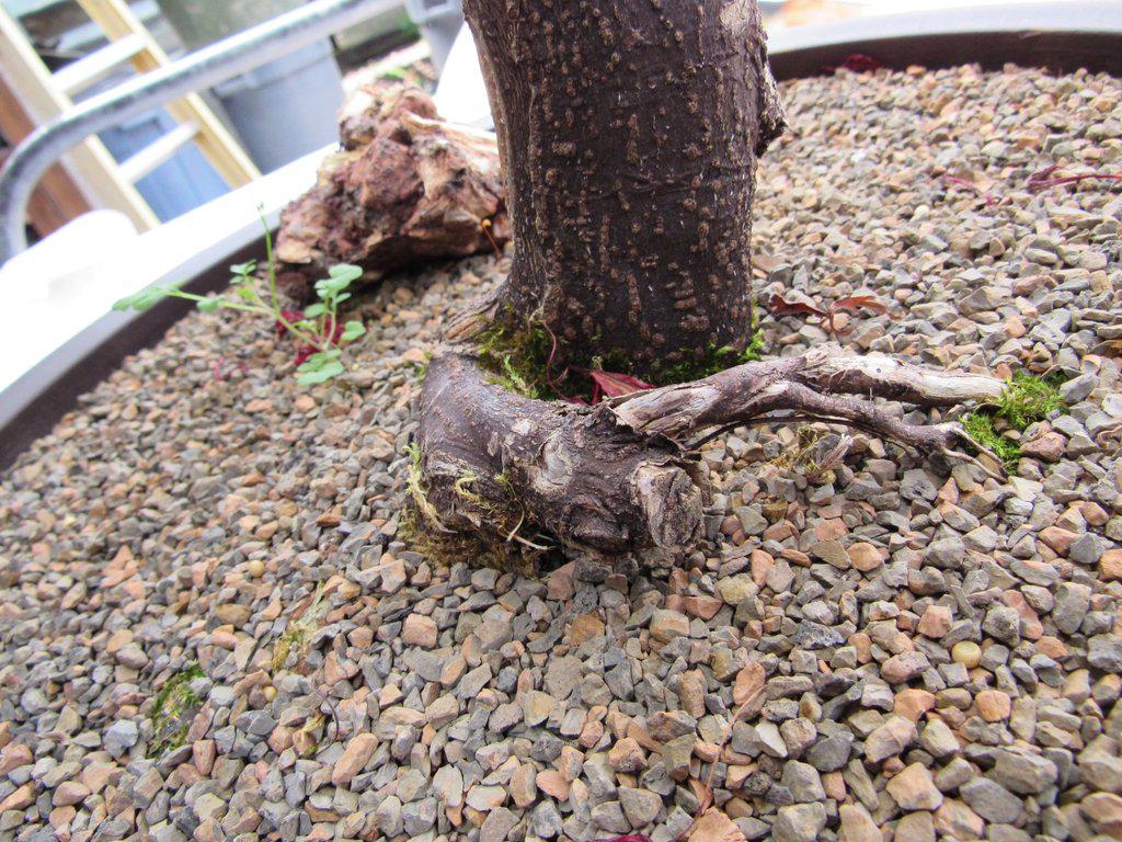 67 Year Old Red Dragon Maple Specimen Bonsai Tree Soil