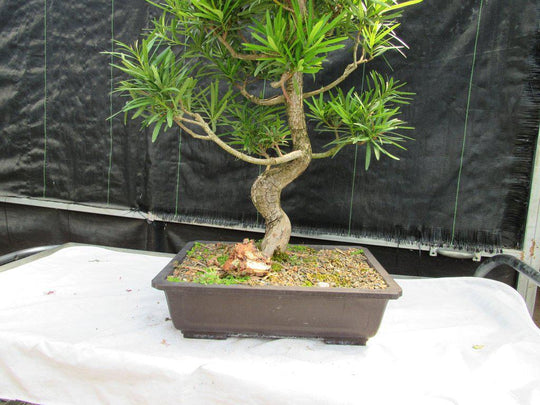 buddhist bonsai tree 68 Year Old Buddhist Pine Specimen Bonsai Tree| Curved Trunk Style