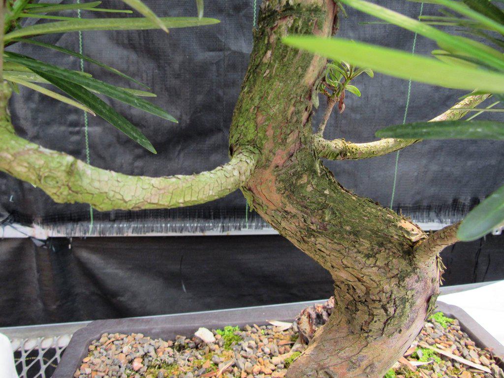 68 Year Old Buddhist Pine Specimen Bonsai Tree Moss