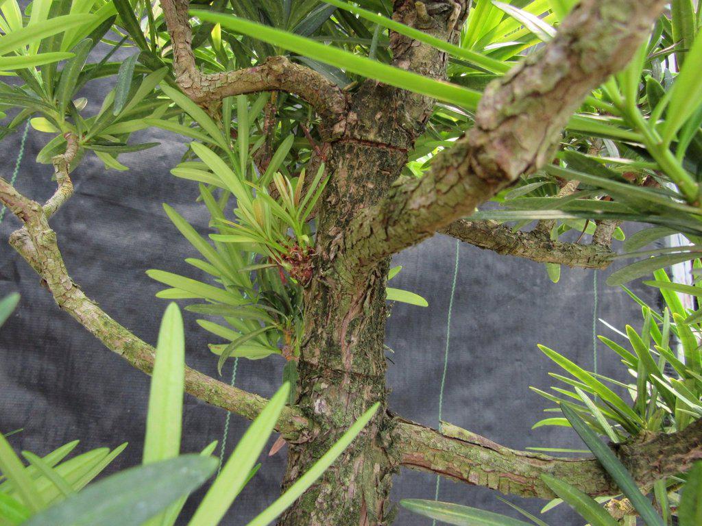 68 Year Old Buddhist Pine Specimen Bonsai Tree Needles