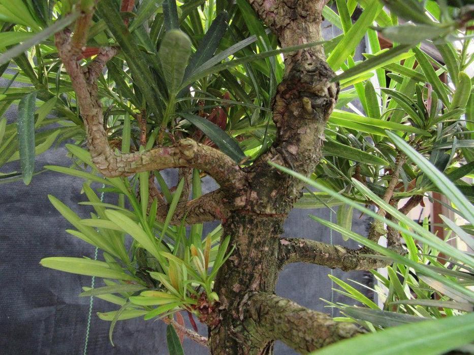 68 Year Old Buddhist Pine Specimen Bonsai Tree New Growth