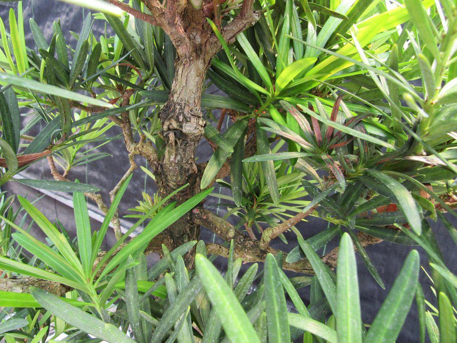 68 Year Old Buddhist Pine Specimen Bonsai Tree Canopy