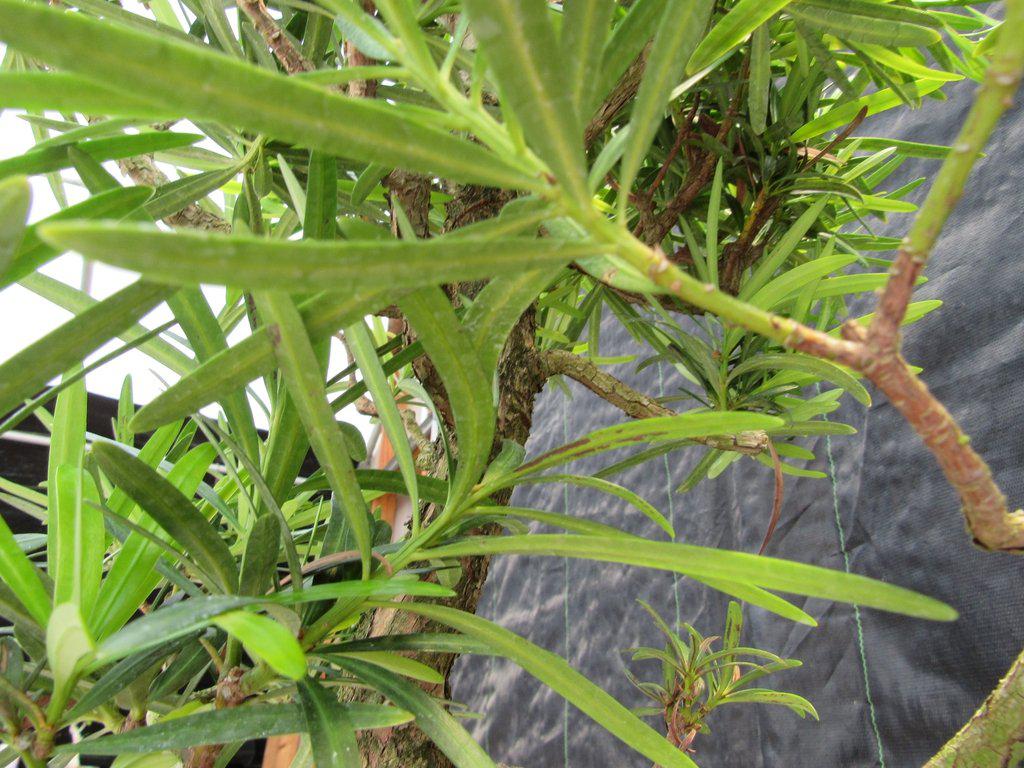 68 Year Old Buddhist Pine Specimen Bonsai Tree Upward