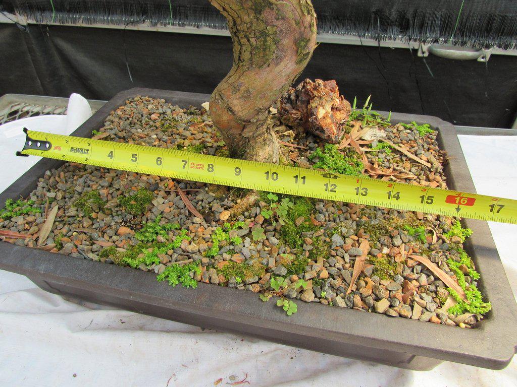 68 Year Old Buddhist Pine Specimen Bonsai Tree Width