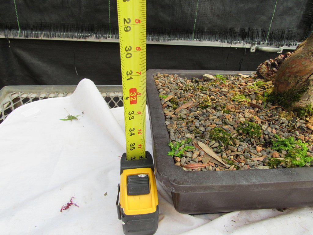 68 Year Old Buddhist Pine Specimen Bonsai Tree Height