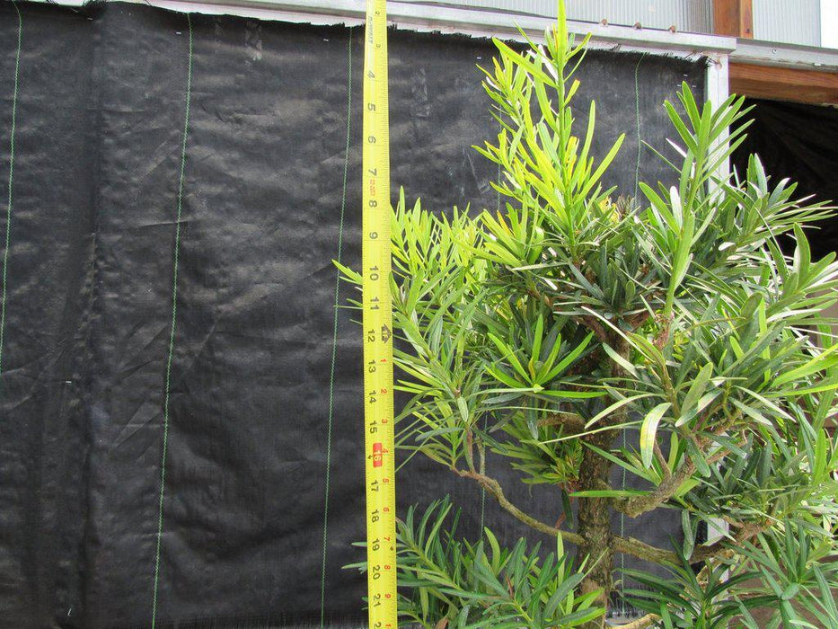 68 Year Old Buddhist Pine Specimen Bonsai Tree Size