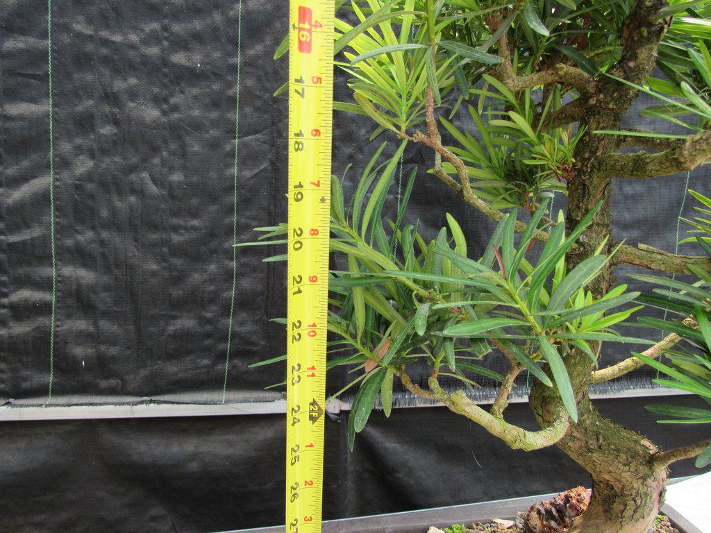 68 Year Old Buddhist Pine Specimen Bonsai Tree Height Alt