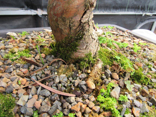 bonsai tree buddhist pine 68 Year Old Buddhist Pine Specimen Bonsai Tree| Curved Trunk Style