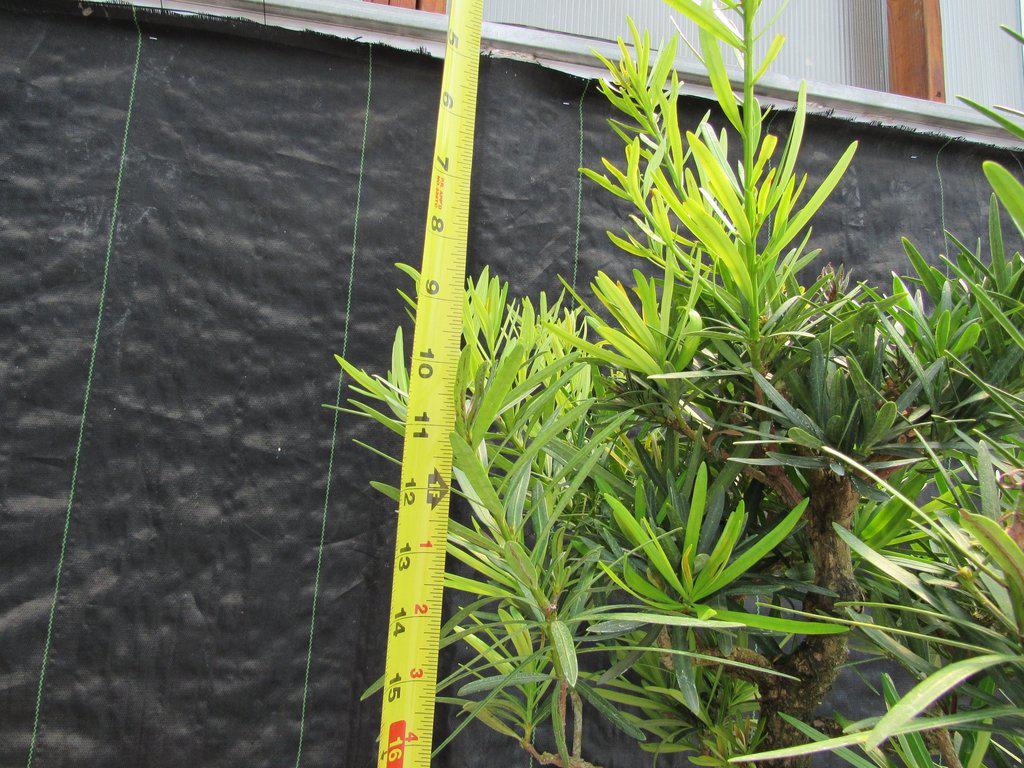 68 Year Old Buddhist Pine Specimen Bonsai Tree Height Upwards