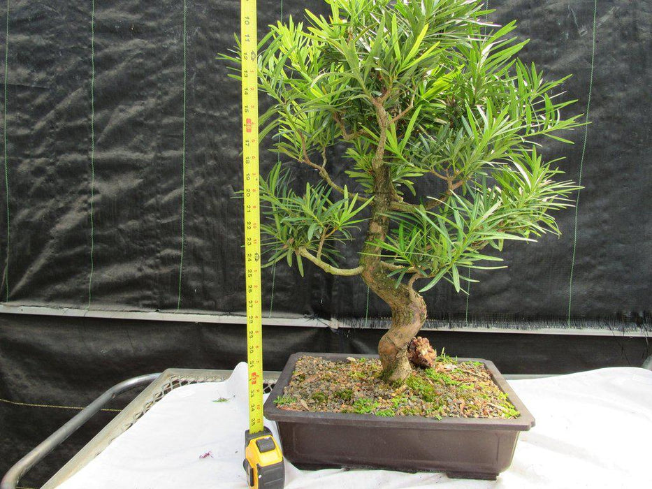 68 Year Old Buddhist Pine Specimen Bonsai Tree Size