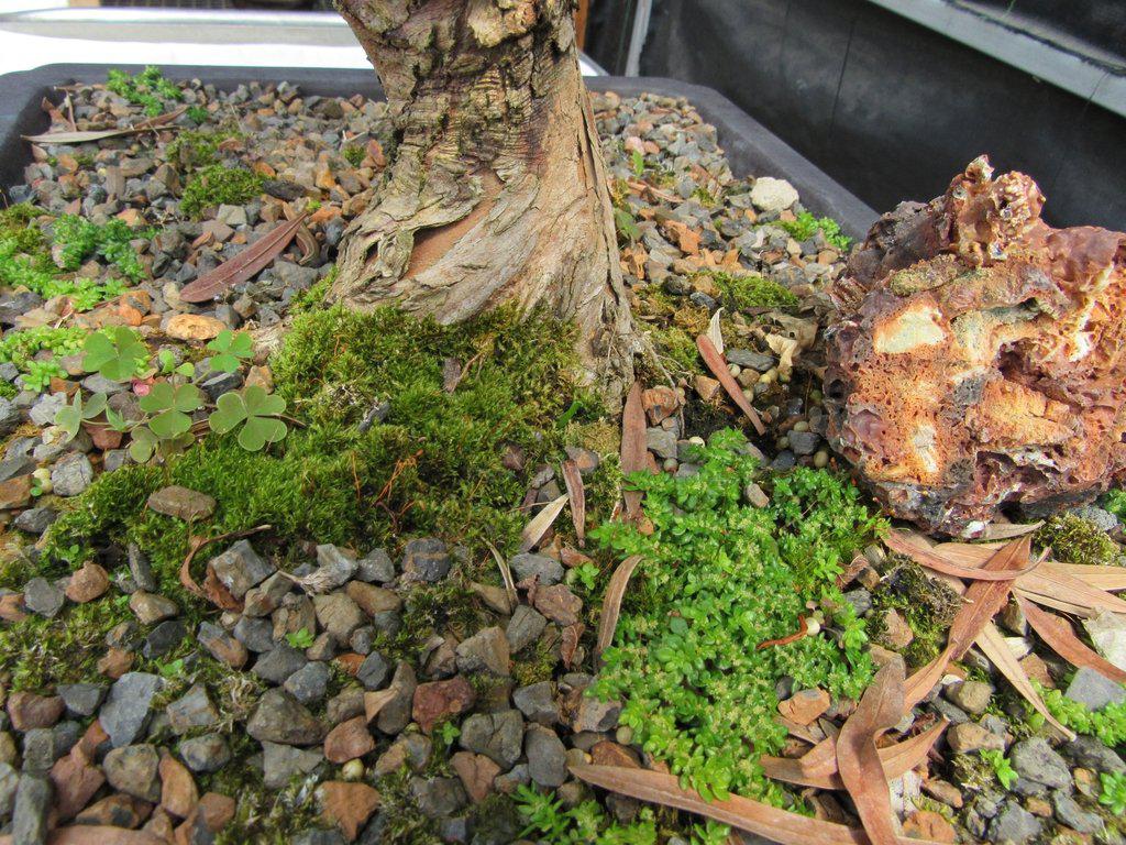 68 Year Old Buddhist Pine Specimen Bonsai Tree Trunk