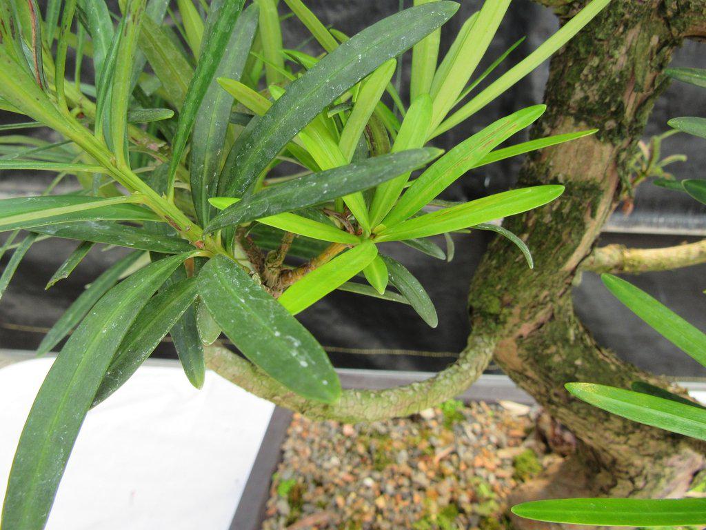 68 Year Old Buddhist Pine Specimen Bonsai Tree Foliage