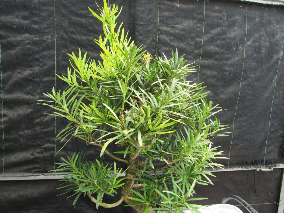 68 Year Old Buddhist Pine Specimen Bonsai Tree Leaves