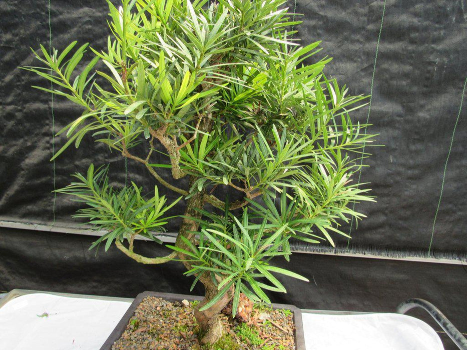 68 Year Old Buddhist Pine Specimen Bonsai Tree Needles