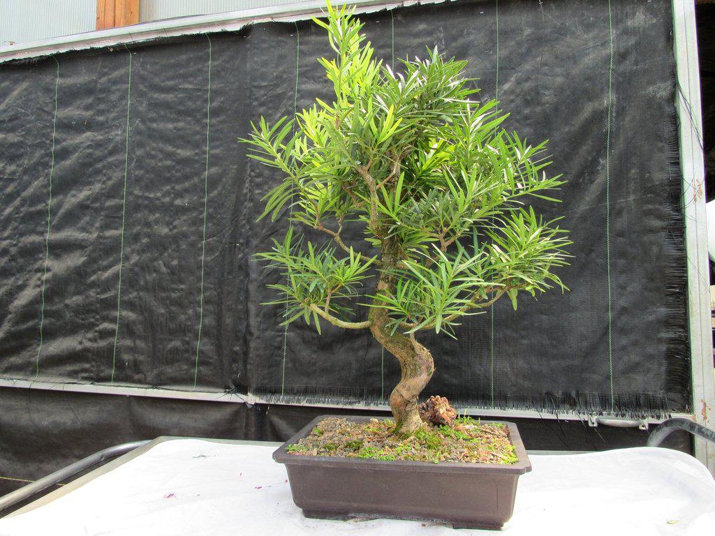 68 Year Old Buddhist Pine Specimen Bonsai Tree - Curved Trunk Style