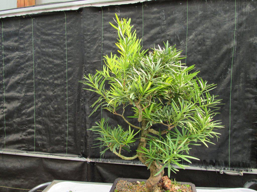 68 Year Old Buddhist Pine Specimen Bonsai Tree Profile