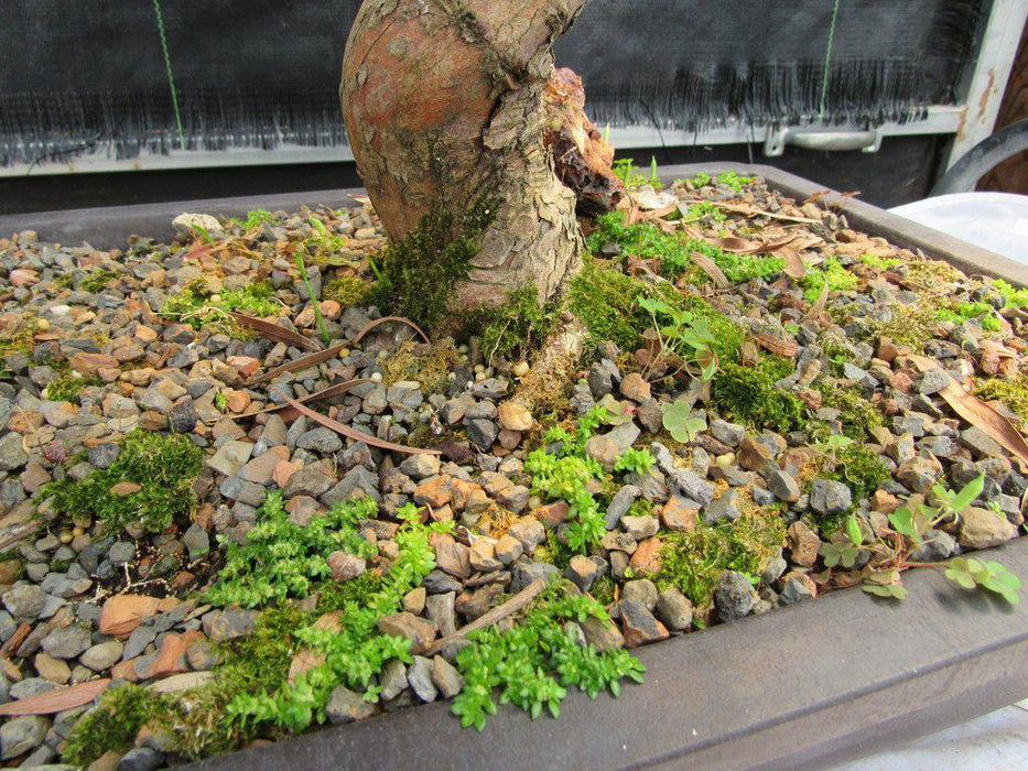68 Year Old Buddhist Pine Specimen Bonsai Tree Pot