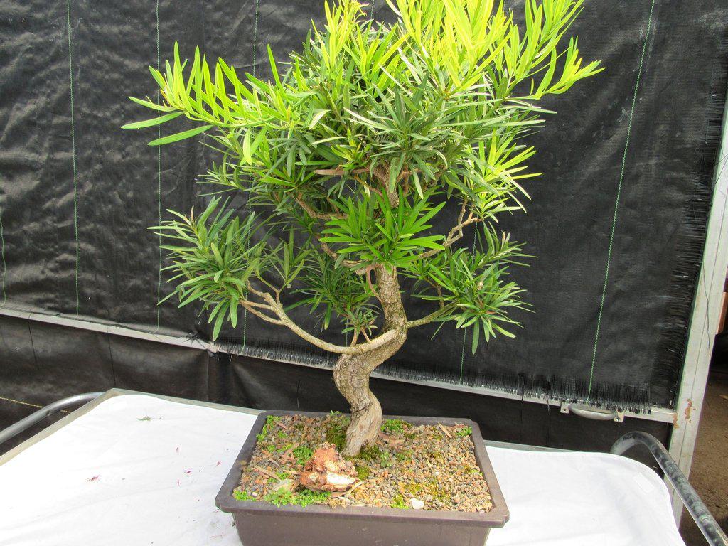 68 Year Old Buddhist Pine Specimen Bonsai Tree Top