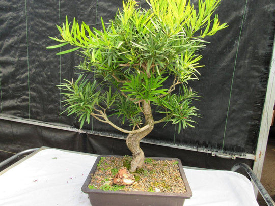 buddha tree bonsai 68 Year Old Buddhist Pine Specimen Bonsai Tree| Curved Trunk Style