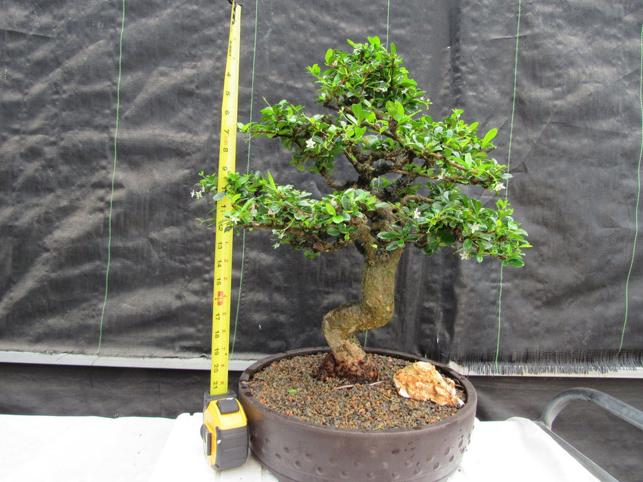 68 Year Old Flowering Fukien Tea Curved Trunk Specimen Bonsai Tree Height