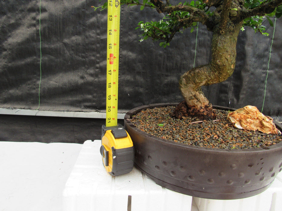 68 Year Old Flowering Fukien Tea Curved Trunk Specimen Bonsai Tree Tall