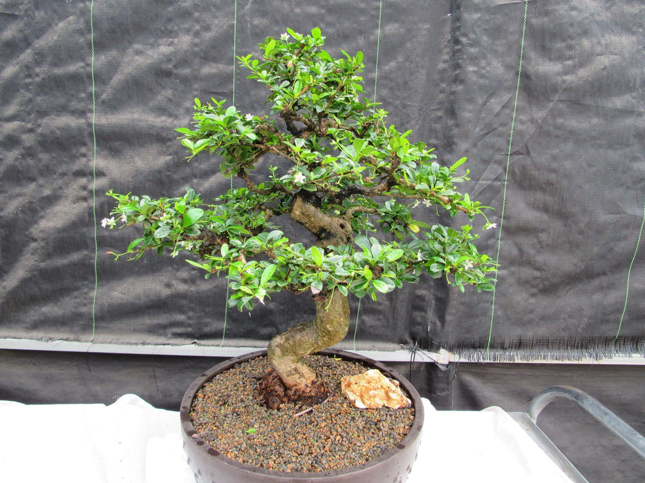 68 Year Old Flowering Fukien Tea Curved Trunk Specimen Bonsai Tree Profile
