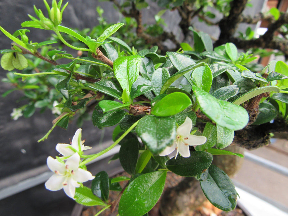 68 Year Old Flowering Fukien Tea Curved Trunk Specimen Bonsai Tree New Growth
