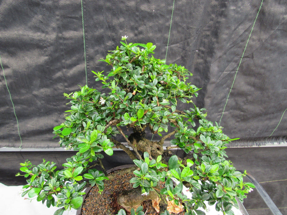 68 Year Old Flowering Fukien Tea Curved Trunk Specimen Bonsai Tree Canopy