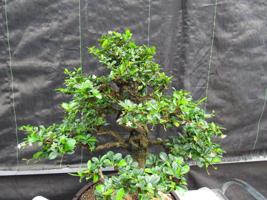 68 Year Old Flowering Fukien Tea Curved Trunk Specimen 68 Year Old Flowering Fukien Tea Curved Trunk Specimen