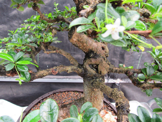 flowering fukien tea bonsai tree 68 Year Old Flowering Fukien Tea Curved Trunk Specimen Bonsai Trees