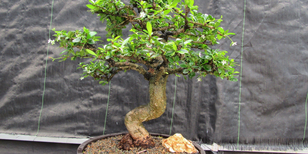 bonsai flowering tea tree 68 Year Old Flowering Fukien Tea Curved Trunk Specimen Bonsai Trees