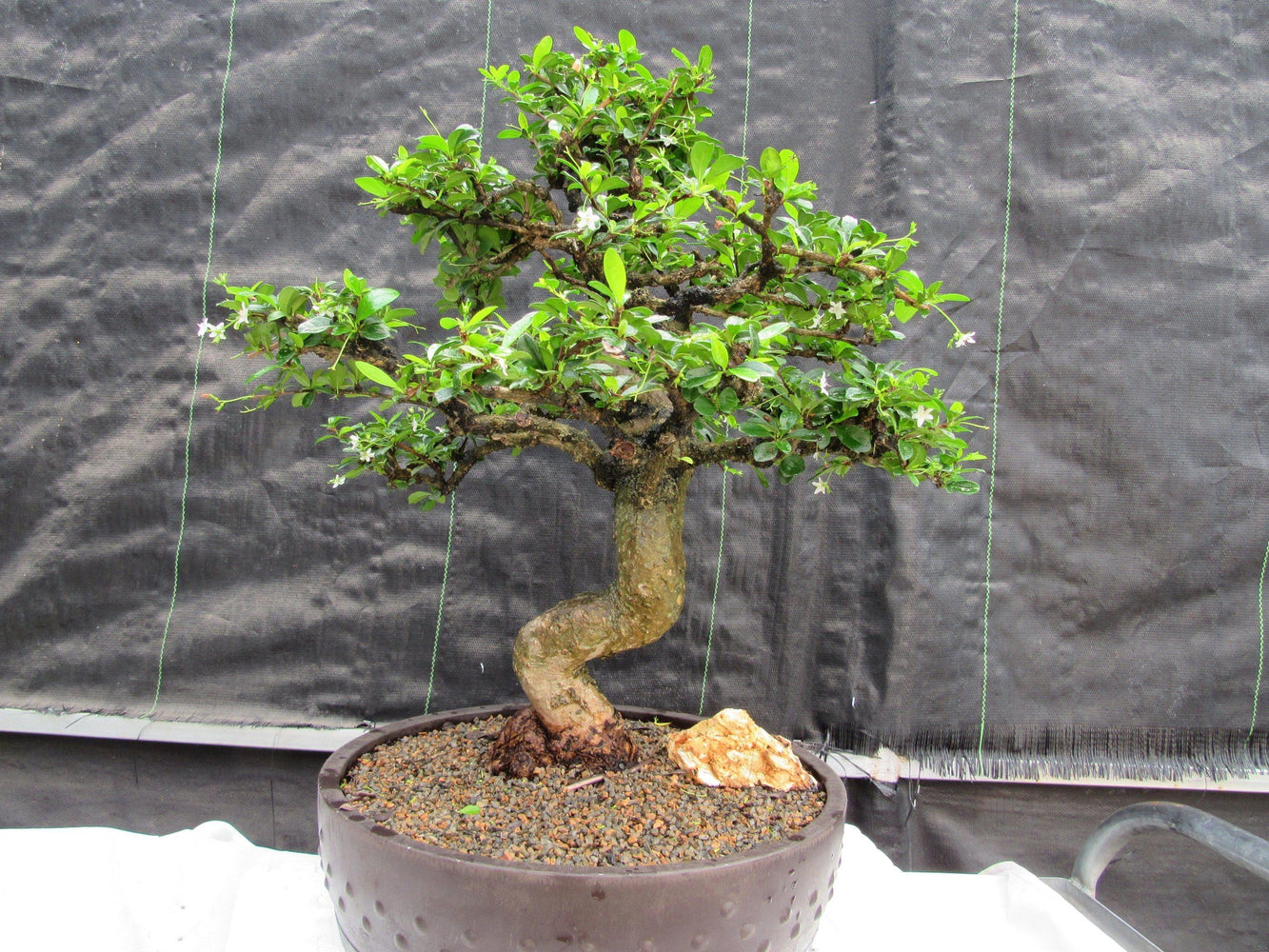 68 Year Old Flowering Fukien Tea Curved Trunk Specimen Bonsai Tree