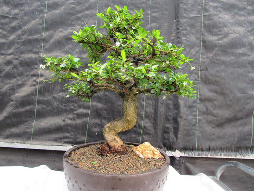 68 Year Old Flowering Fukien Tea Curved Trunk Specimen Bonsai Tree