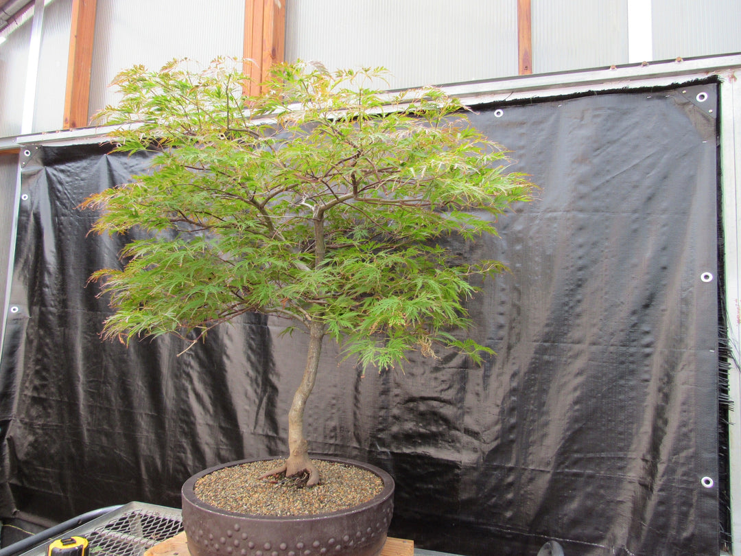 69 Year Old Red Dragon Japanese Maple Specimen Bonsai Tree Alternate
