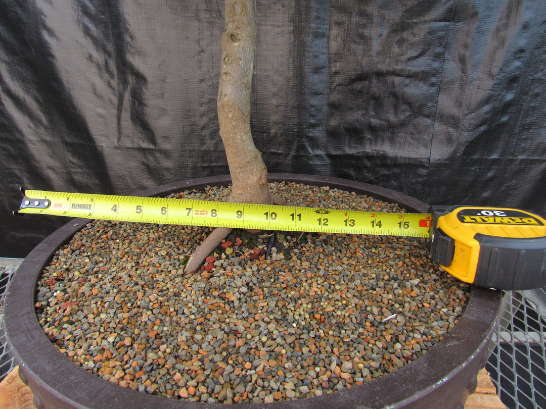 69 Year Old Red Dragon Japanese Maple Specimen Bonsai Tree Width