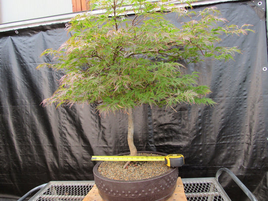 dragon blood tree bonsai for sale 69 Year Old Red Dragon Japanese Maple Specimen Bonsai Tree