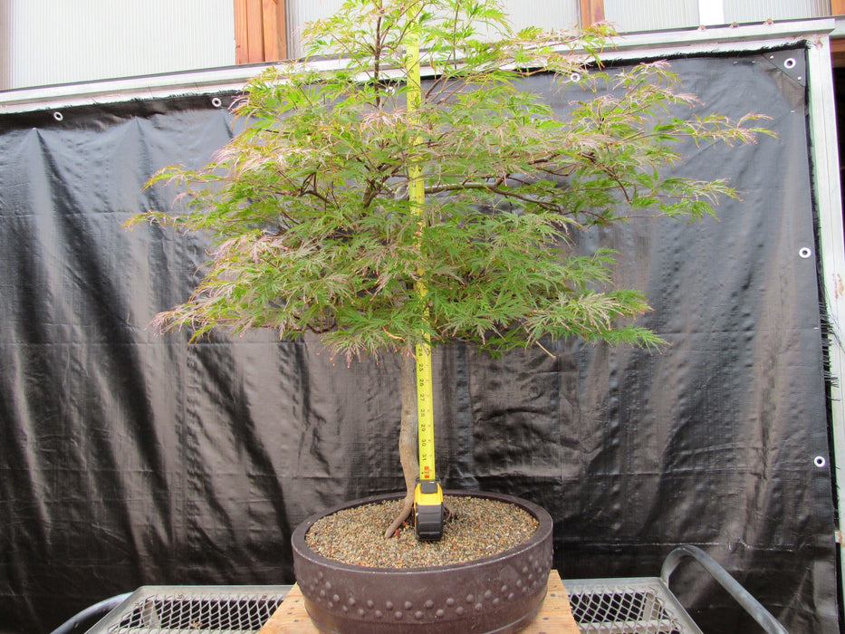 69 Year Old Red Dragon Japanese Maple Specimen Bonsai Tree Height