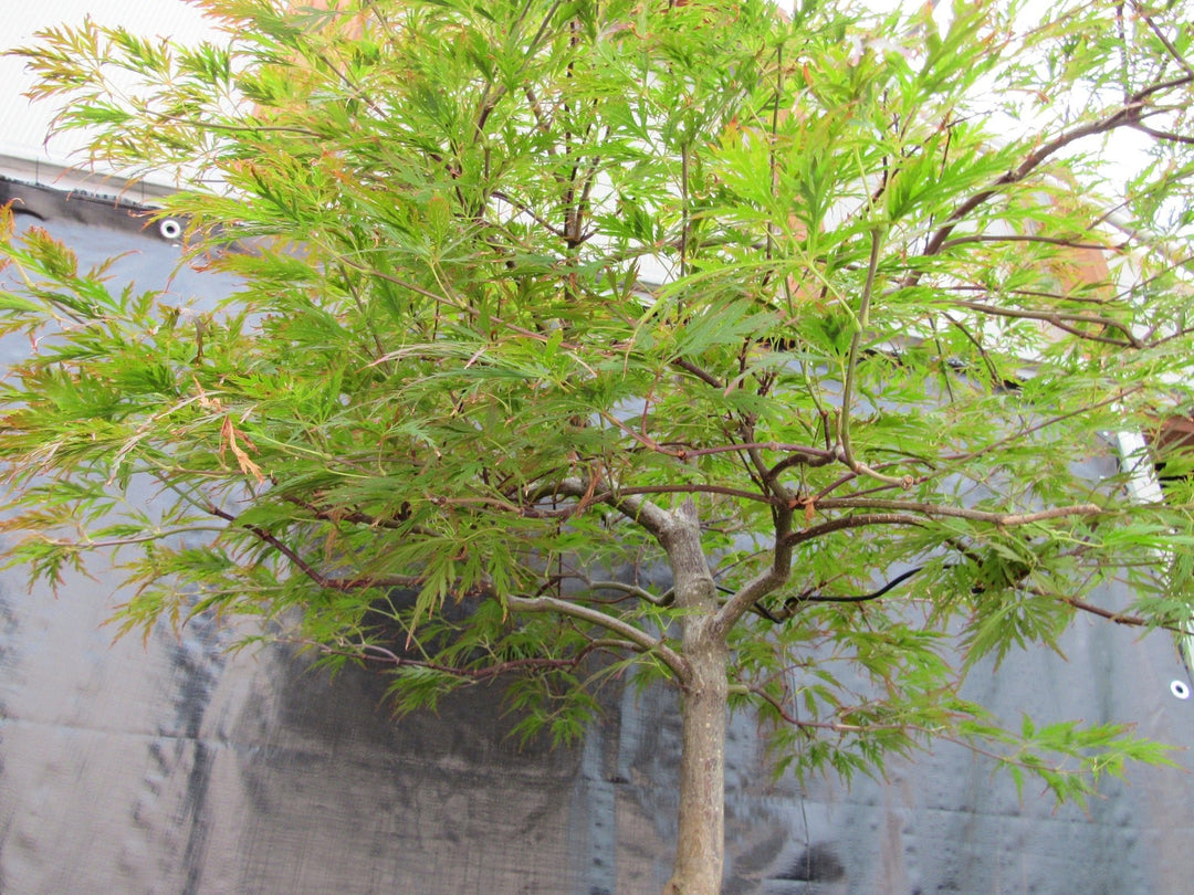 69 Year Old Red Dragon Japanese Maple Specimen Bonsai Tree Branch Structure