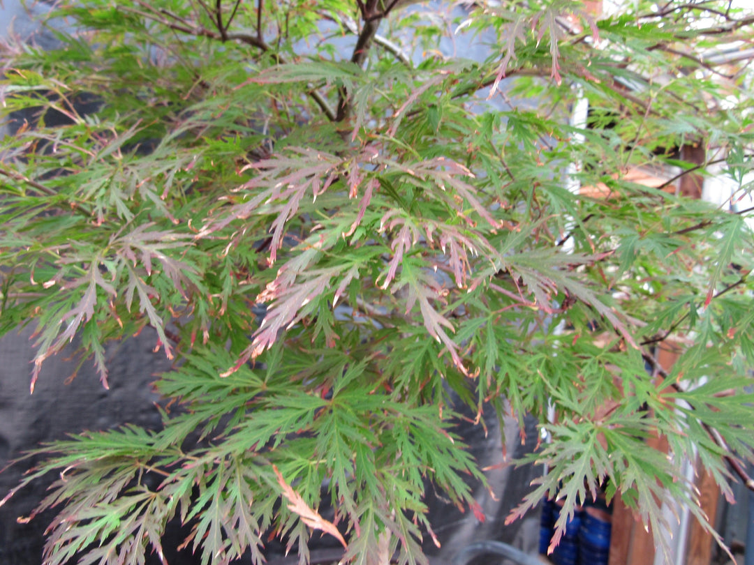 69 Year Old Red Dragon Japanese Maple Specimen Bonsai Tree Leaves
