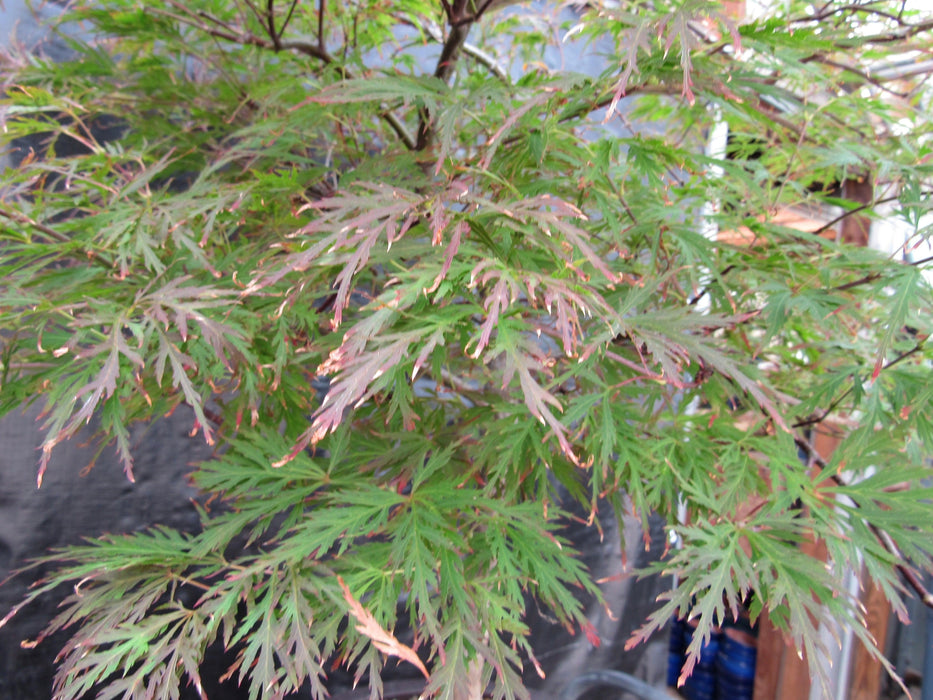 69 Year Old Red Dragon Japanese Maple Specimen Bonsai Tree Leaves