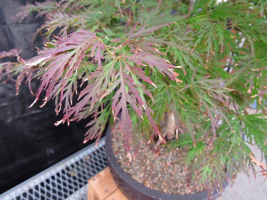 69 Year Old Red Dragon Japanese Maple Specimen Bonsai Tree Fall Foliage