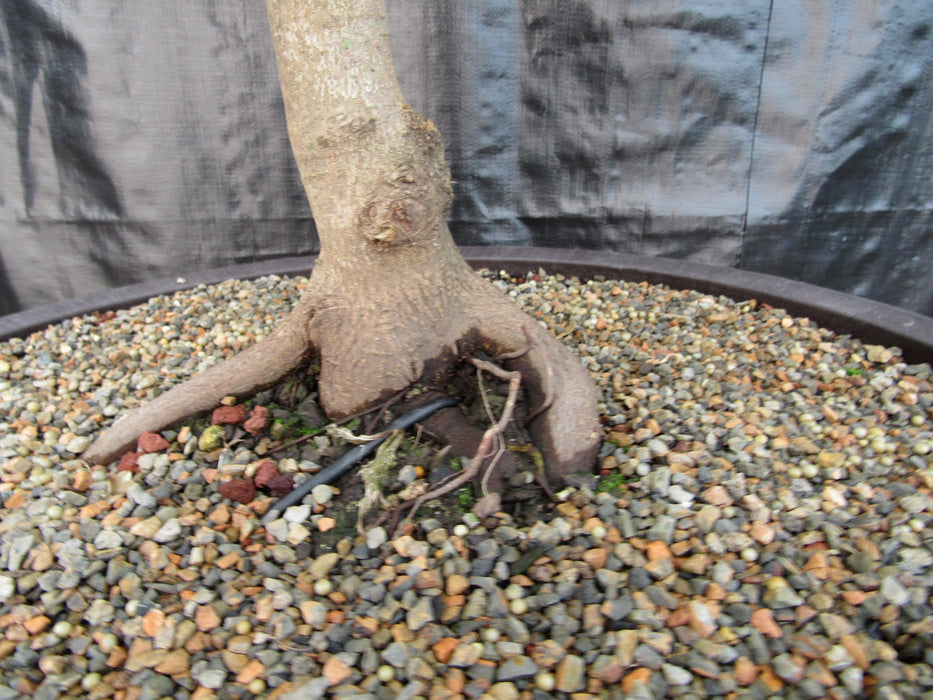 69 Year Old Red Dragon Japanese Maple Specimen Bonsai Tree Roots