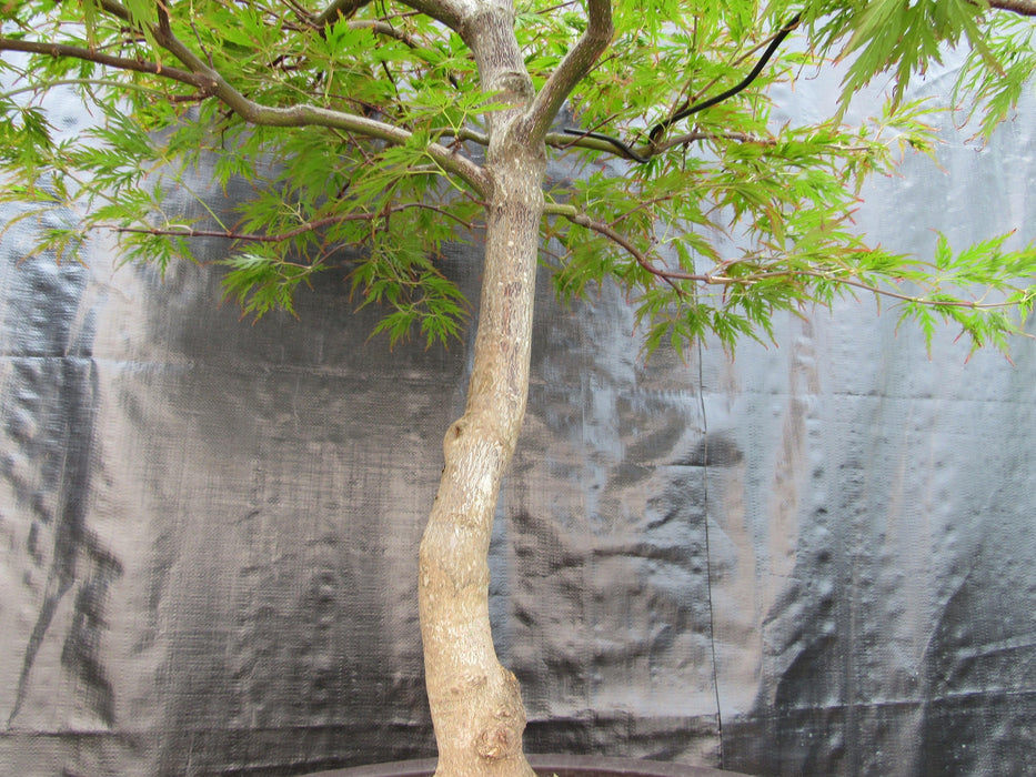 69 Year Old Red Dragon Japanese Maple Specimen Bonsai Tree Trunk