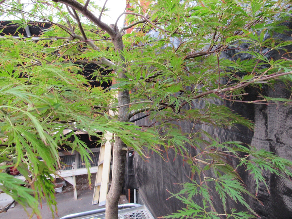 69 Year Old Red Dragon Japanese Maple Specimen Bonsai Tree Side