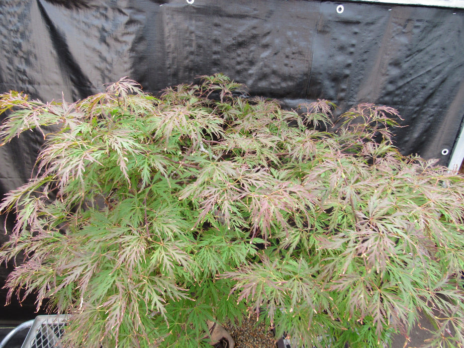 69 Year Old Red Dragon Japanese Maple Specimen Bonsai Tree Canopy