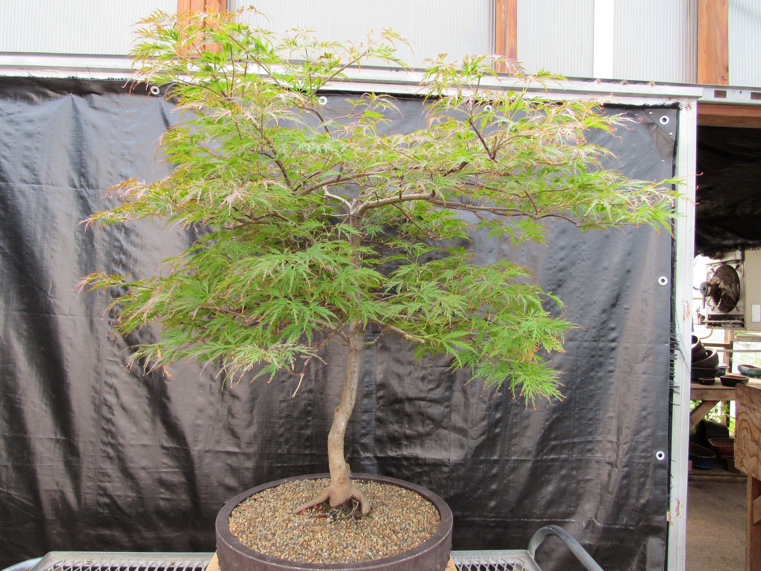 Bonsai Trees For Sale & Bonsai Care Info