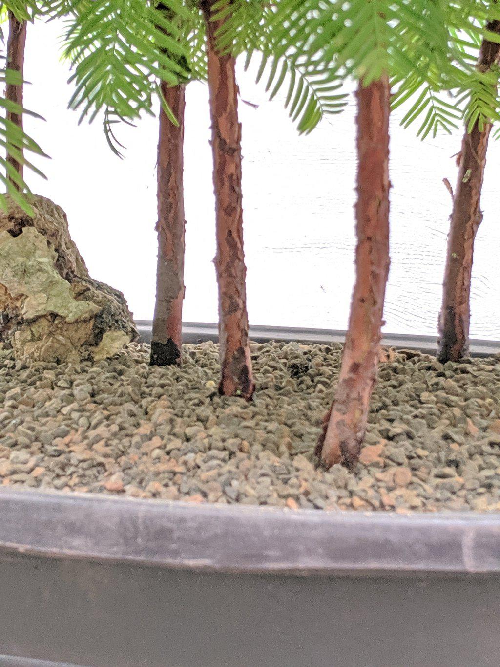 7 Tree Redwood Forest Bonsai Tree Forest